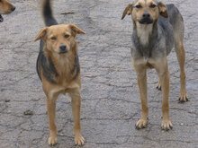 VANINA, Hund, Mischlingshund in Bulgarien - Bild 4