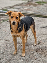 VANINA, Hund, Mischlingshund in Bulgarien - Bild 5