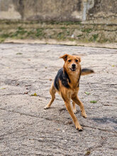 VANINA, Hund, Mischlingshund in Bulgarien - Bild 6