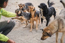 VANINA, Hund, Mischlingshund in Bulgarien - Bild 8