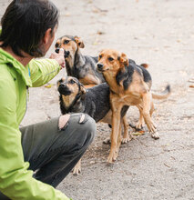 VANINA, Hund, Mischlingshund in Bulgarien - Bild 9