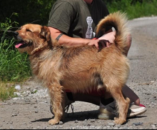 KANE, Hund, Mischlingshund in Slowakische Republik - Bild 10