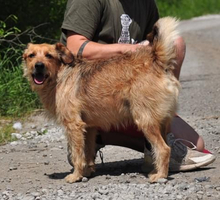 KANE, Hund, Mischlingshund in Slowakische Republik - Bild 11