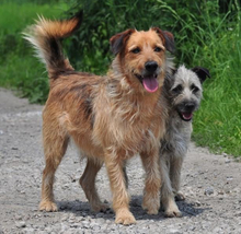 KANE, Hund, Mischlingshund in Slowakische Republik - Bild 12