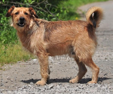 KANE, Hund, Mischlingshund in Slowakische Republik - Bild 2