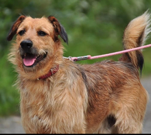 KANE, Hund, Mischlingshund in Slowakische Republik - Bild 3