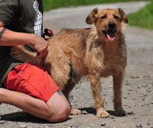 KANE, Hund, Mischlingshund in Slowakische Republik - Bild 5