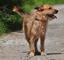 KANE, Hund, Mischlingshund in Slowakische Republik - Bild 9