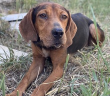 LUZY, Hund, Mischlingshund in Griechenland - Bild 15