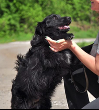 CLYDES195, Hund, Mischlingshund in Slowakische Republik - Bild 3