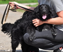 CLYDES195, Hund, Mischlingshund in Slowakische Republik - Bild 9