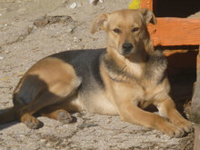 VAYA, Hund, Mischlingshund in Bulgarien - Bild 1