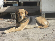 VAYA, Hund, Mischlingshund in Bulgarien - Bild 10