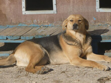 VAYA, Hund, Mischlingshund in Bulgarien - Bild 2