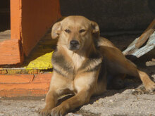 VAYA, Hund, Mischlingshund in Bulgarien - Bild 3