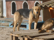 VAYA, Hund, Mischlingshund in Bulgarien - Bild 4