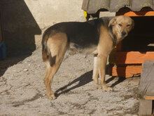 VAYA, Hund, Mischlingshund in Bulgarien - Bild 5