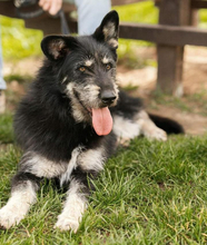 HUGOS162, Hund, Mischlingshund in Slowakische Republik - Bild 1