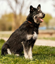 HUGOS162, Hund, Mischlingshund in Slowakische Republik - Bild 3