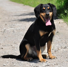 MOLLYS211, Hund, Mischlingshund in Slowakische Republik - Bild 10