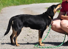 MOLLYS211, Hund, Mischlingshund in Slowakische Republik - Bild 11