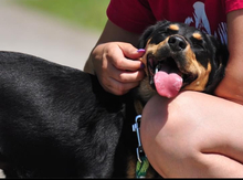 MOLLYS211, Hund, Mischlingshund in Slowakische Republik - Bild 8