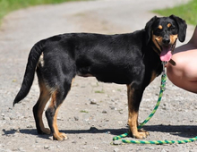 MOLLYS211, Hund, Mischlingshund in Slowakische Republik - Bild 9