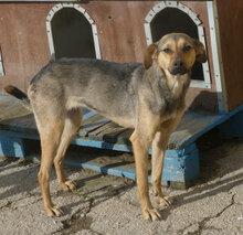 VALERY, Hund, Mischlingshund in Bulgarien - Bild 1