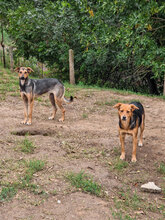 VALERY, Hund, Mischlingshund in Bulgarien - Bild 12