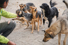 VALERY, Hund, Mischlingshund in Bulgarien - Bild 14