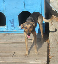 VALERY, Hund, Mischlingshund in Bulgarien - Bild 16