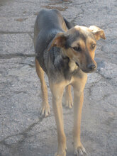 VALERY, Hund, Mischlingshund in Bulgarien - Bild 17