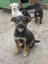 VALERY, Hund, Mischlingshund in Bulgarien - Bild 18