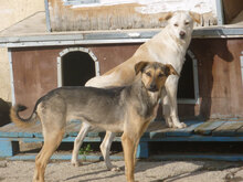 VALERY, Hund, Mischlingshund in Bulgarien - Bild 2