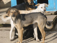 VALERY, Hund, Mischlingshund in Bulgarien - Bild 3