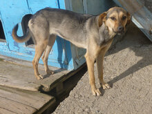 VALERY, Hund, Mischlingshund in Bulgarien - Bild 4