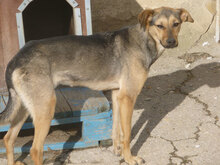 VALERY, Hund, Mischlingshund in Bulgarien - Bild 5