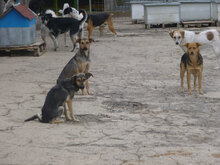 VALERY, Hund, Mischlingshund in Bulgarien - Bild 6