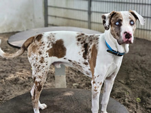 JAY, Hund, Louisiana Catahoula Leopard Dog in Hamburg - Bild 3