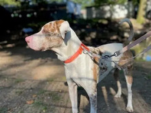 JAY, Hund, Louisiana Catahoula Leopard Dog in Hamburg - Bild 4