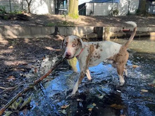 JAY, Hund, Louisiana Catahoula Leopard Dog in Hamburg - Bild 5