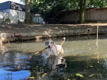 JAY, Hund, Louisiana Catahoula Leopard Dog in Hamburg - Bild 6