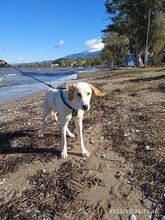 BOND, Hund, Mischlingshund in Griechenland - Bild 2