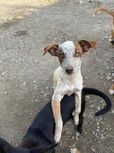 ZYPRESSA, Hund, Mischlingshund in Portugal - Bild 1