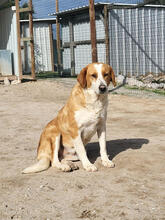 SINAI, Hund, Mischlingshund in Portugal - Bild 1