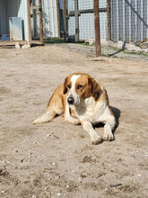 SINAI, Hund, Mischlingshund in Portugal - Bild 2