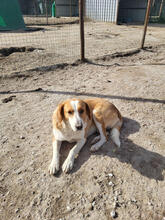 SINAI, Hund, Mischlingshund in Portugal - Bild 3