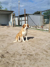 SINAI, Hund, Mischlingshund in Portugal - Bild 4