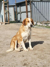 SINAI, Hund, Mischlingshund in Portugal - Bild 5