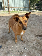 LAALAA, Hund, Mischlingshund in Portugal - Bild 1